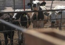 Detectan caso de gusano barrenador en ganado de Ezequiel Montes