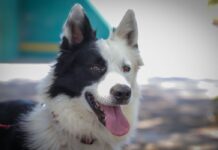 Alistan a cachorro para tareas de búsqueda y rescate en Guadalajara